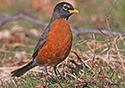 Turdus migratorius